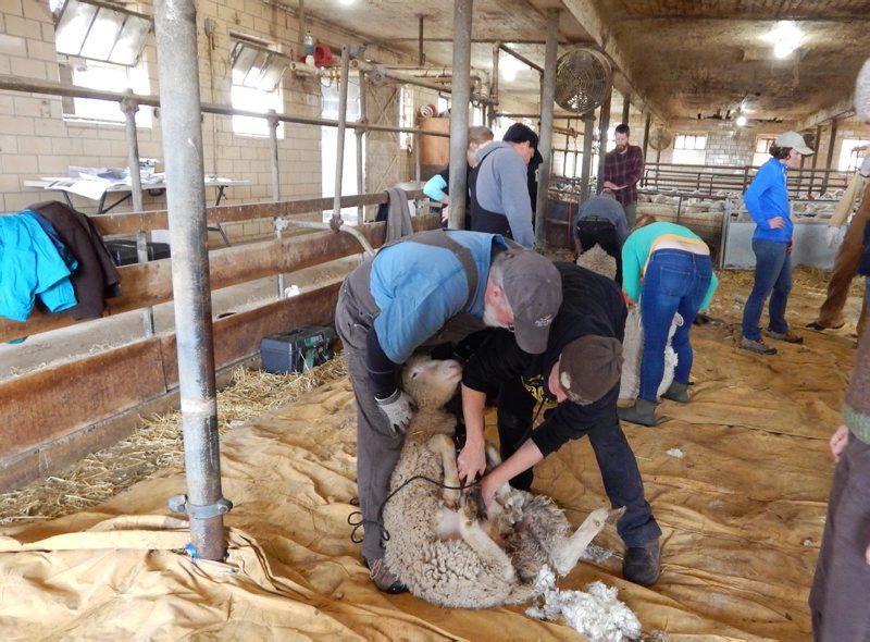 Hemphill-Shearing-3.jpg